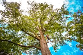 Best Tree and Shrub Care  in Victory Gardens, NJ