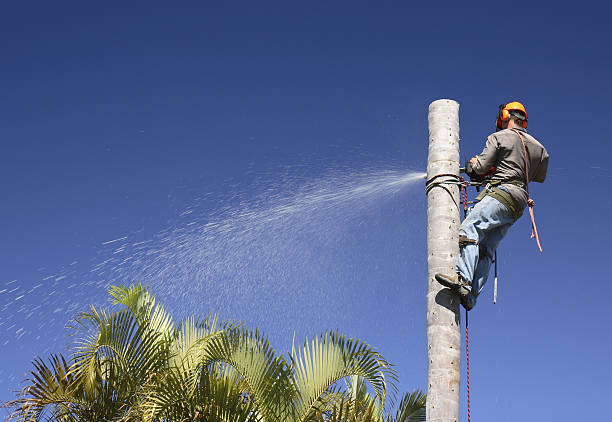 Best Tree Disease Treatment  in Victory Gardens, NJ