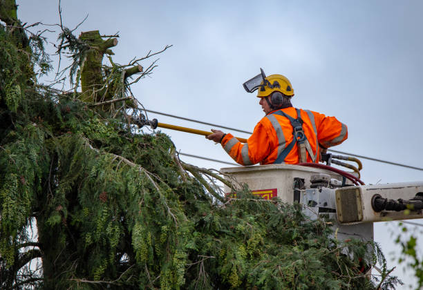 Best Tree Cabling and Bracing  in Victory Gardens, NJ