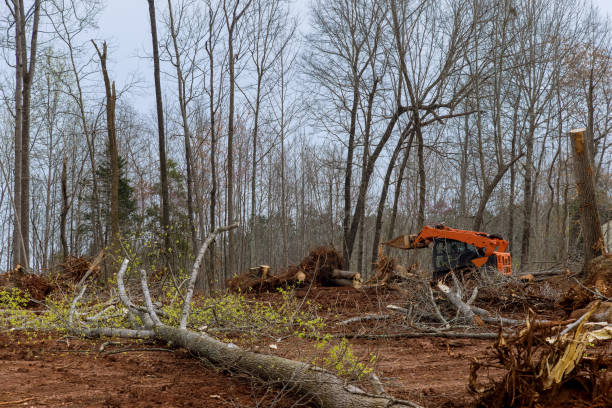 Best Tree and Shrub Care  in Victory Gardens, NJ