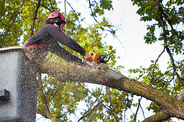 Trusted Victory Gardens, NJ Tree Care Experts