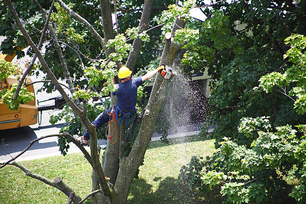 Best Fruit Tree Pruning  in Victory Gardens, NJ