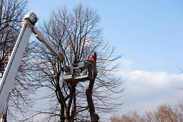 Best Tree Trimming and Pruning  in Victory Gardens, NJ
