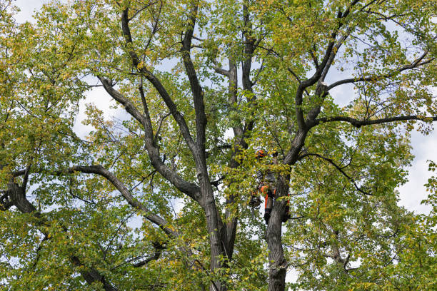 Best Commercial Tree Services  in Victory Gardens, NJ